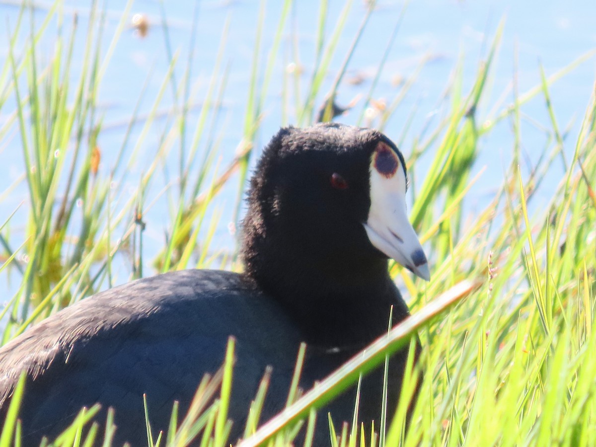 Foulque d'Amérique - ML646119520