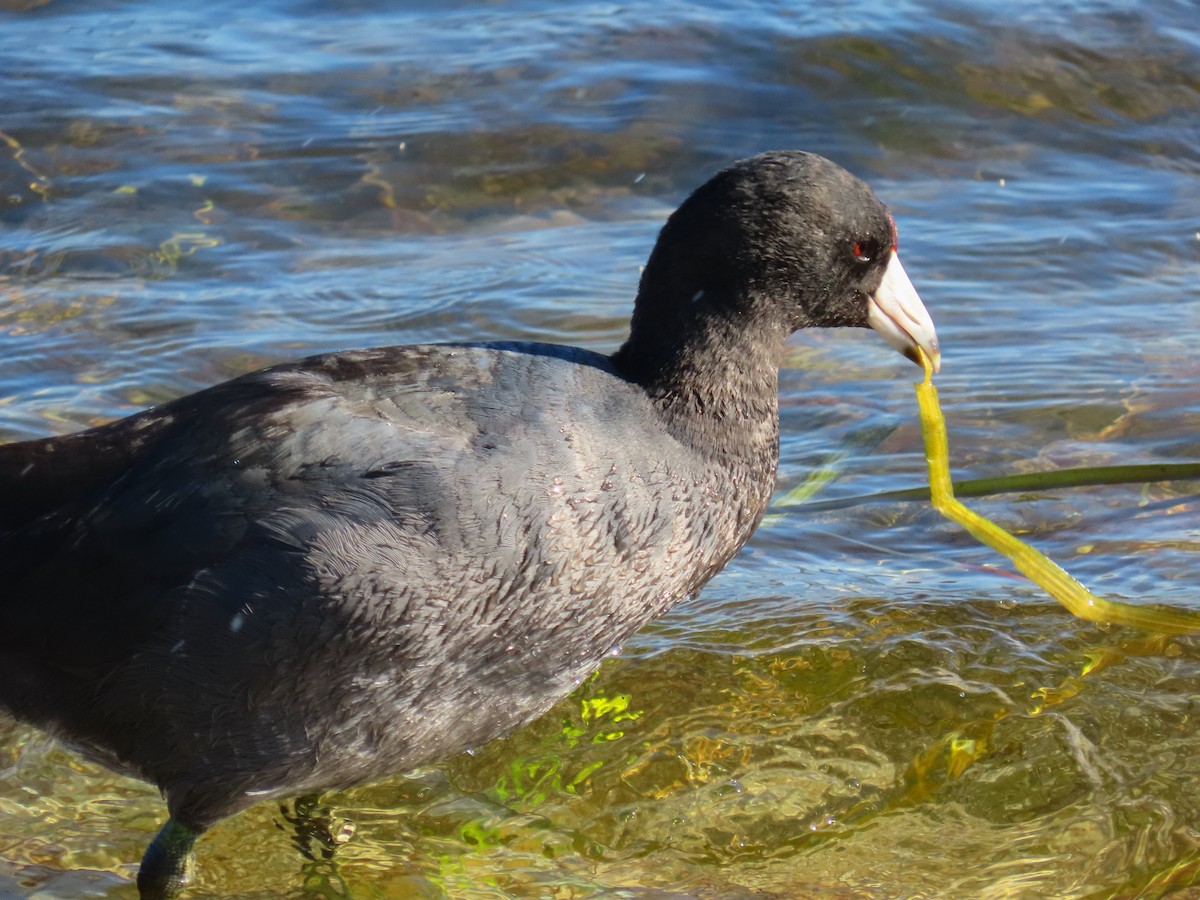 Foulque d'Amérique - ML646119521