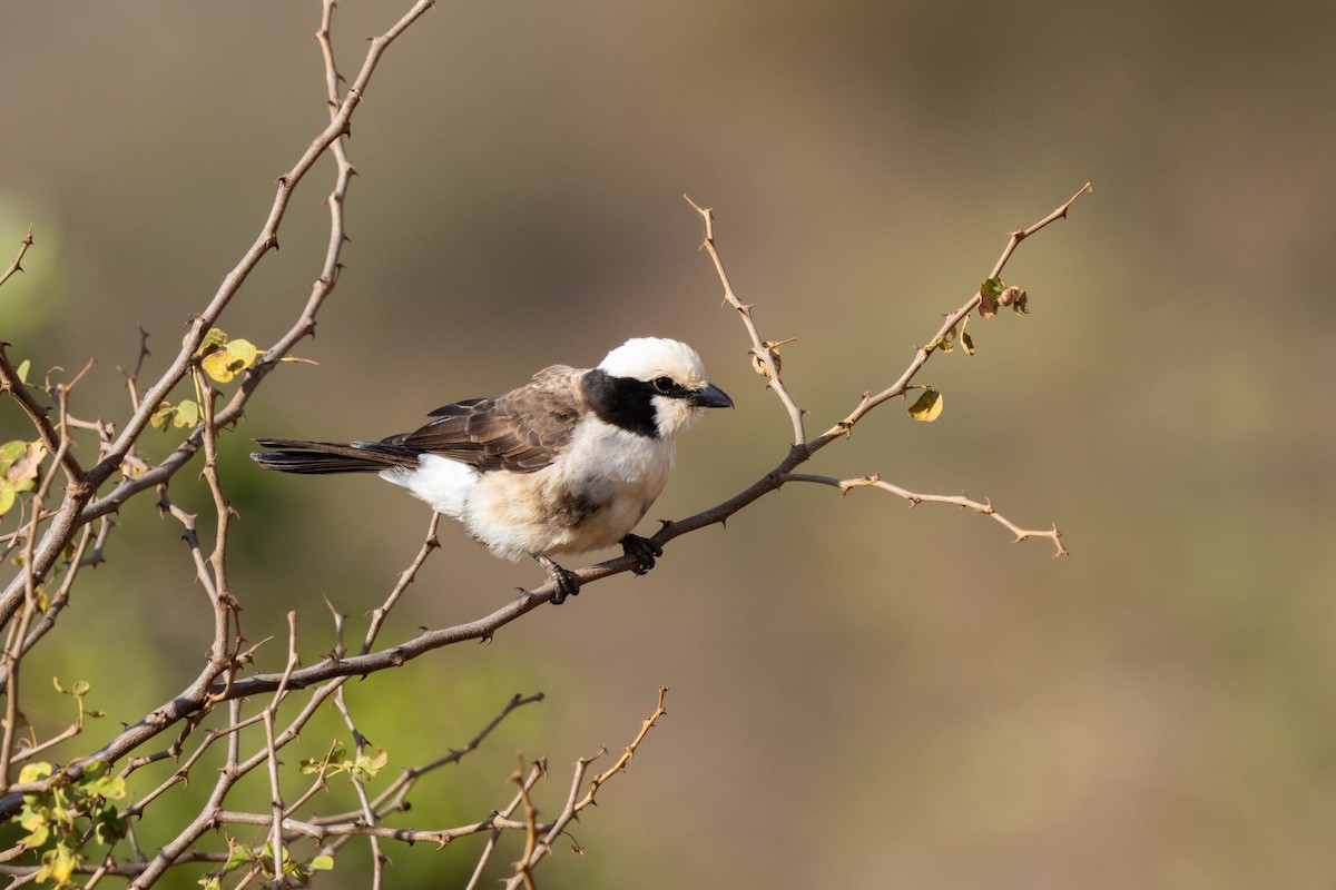 Eurocéphale de Rüppell - ML646119524