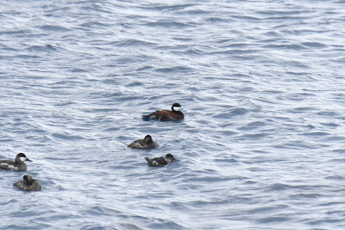 Ruddy Duck - ML646119526