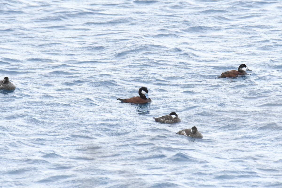 Ruddy Duck - ML646119527