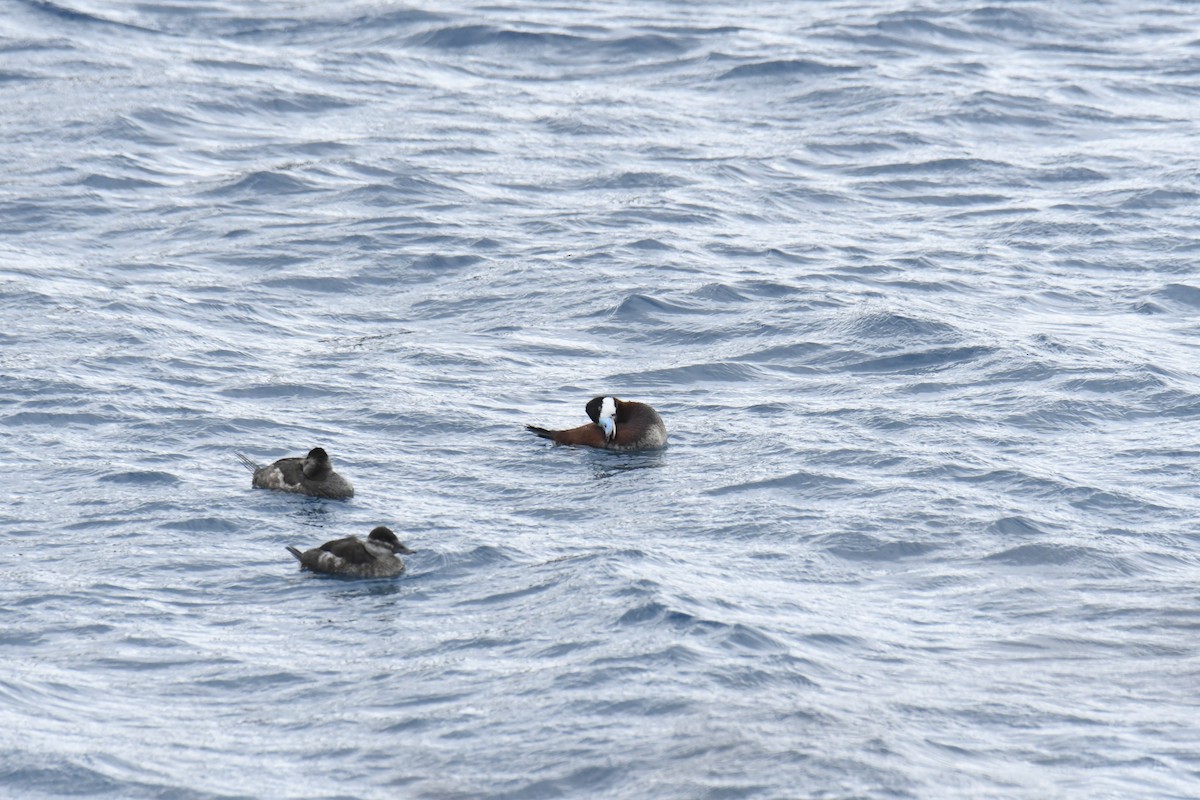 Ruddy Duck - ML646119528