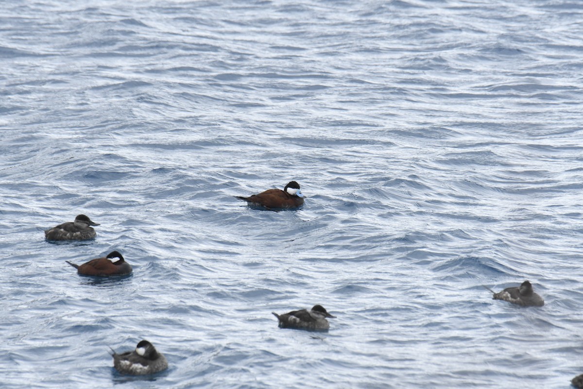 Ruddy Duck - ML646119529