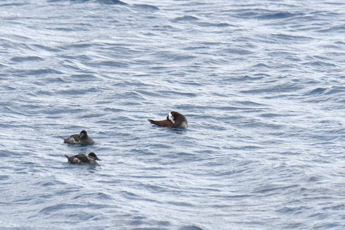 Ruddy Duck - ML646119530