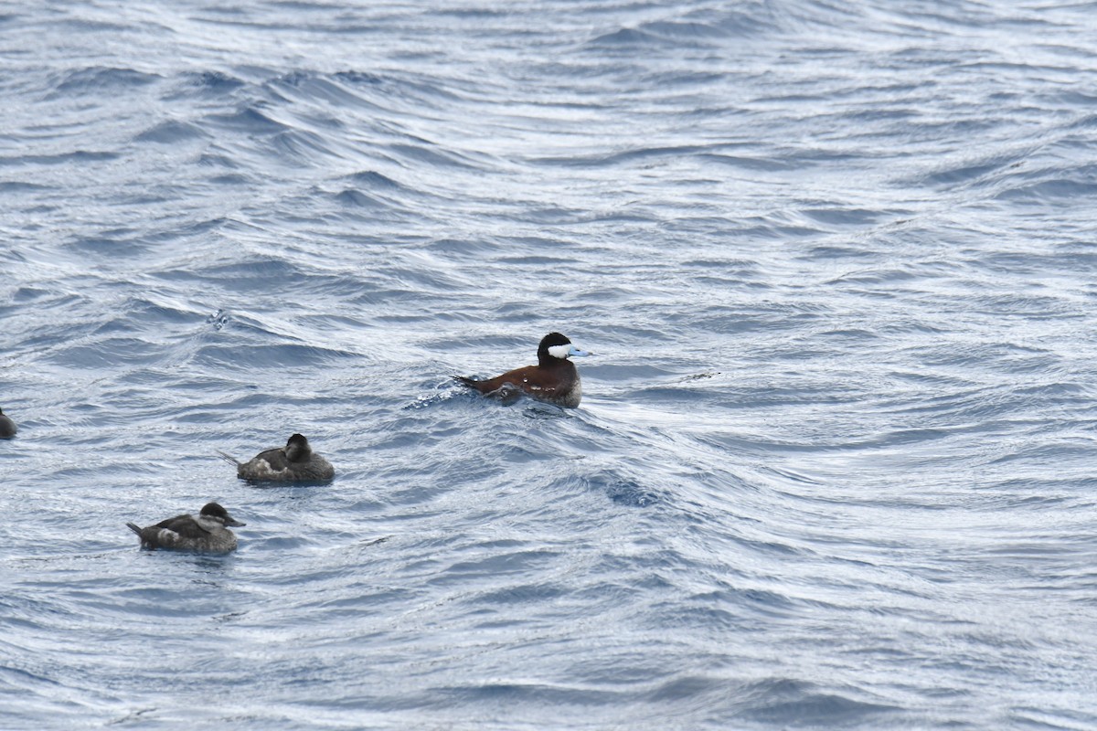 Ruddy Duck - ML646119531