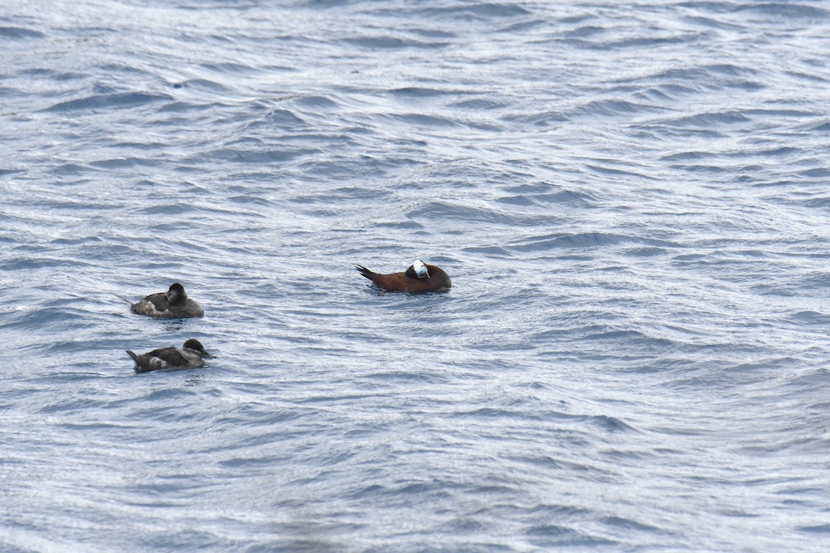 Ruddy Duck - ML646119532