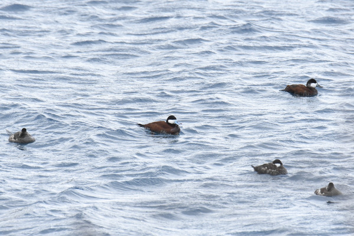 Ruddy Duck - ML646119533