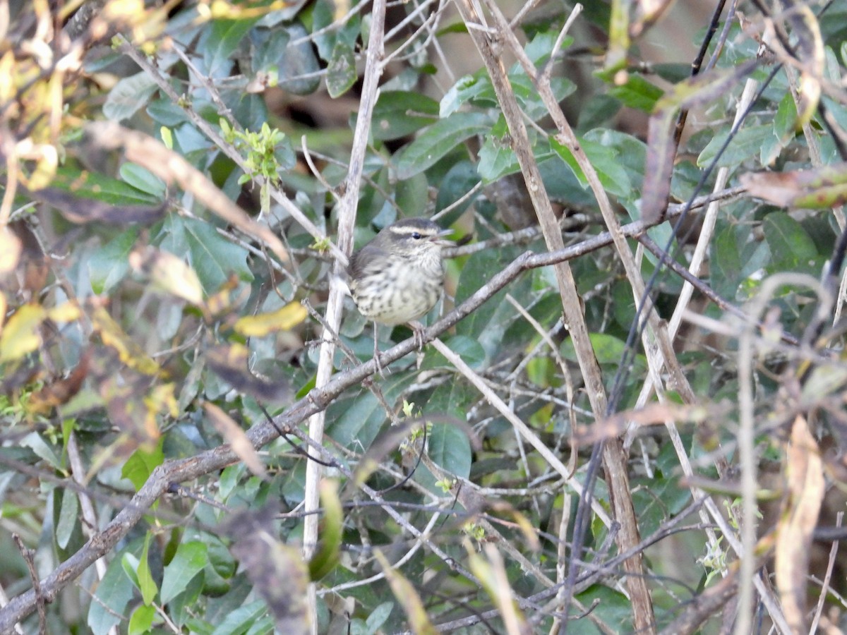 Northern Waterthrush - ML646119534