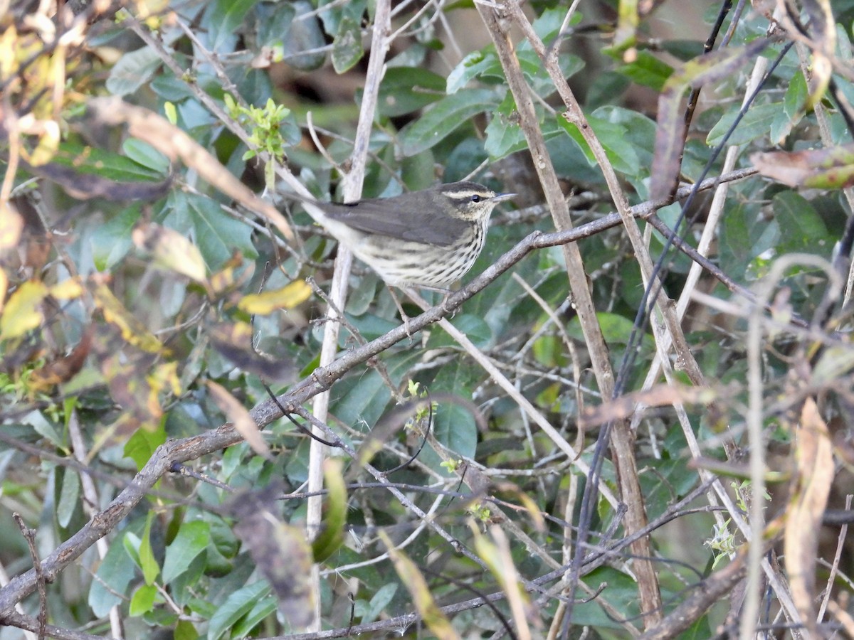 Northern Waterthrush - ML646119535