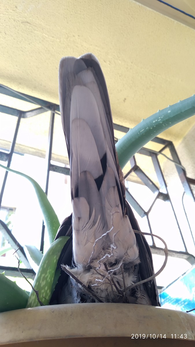 Spotted Dove - ML646119536