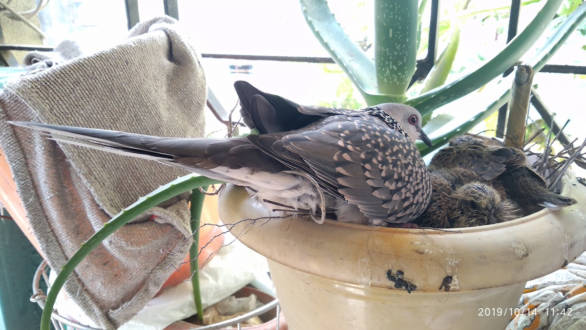 Spotted Dove - ML646119537