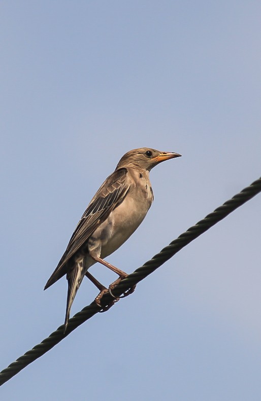 Rosy Starling - ML646119543