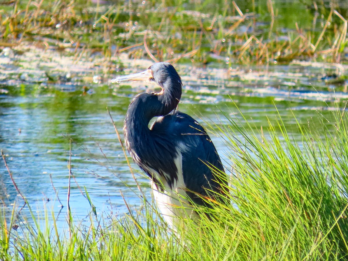 Tricolored Heron - ML646119544