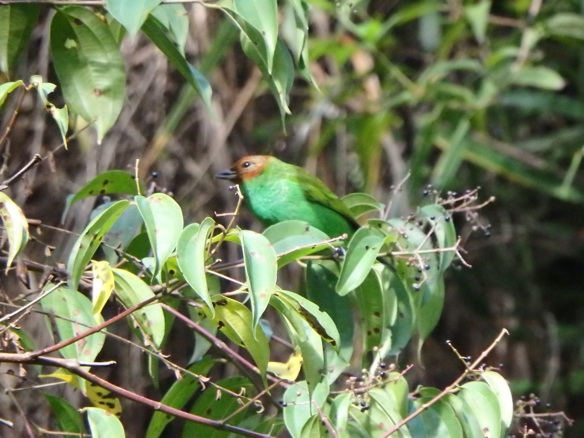 Calliste rouverdin - ML646119550