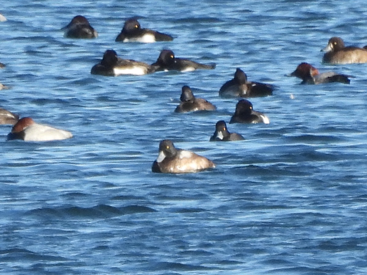 bergand - ML646119555