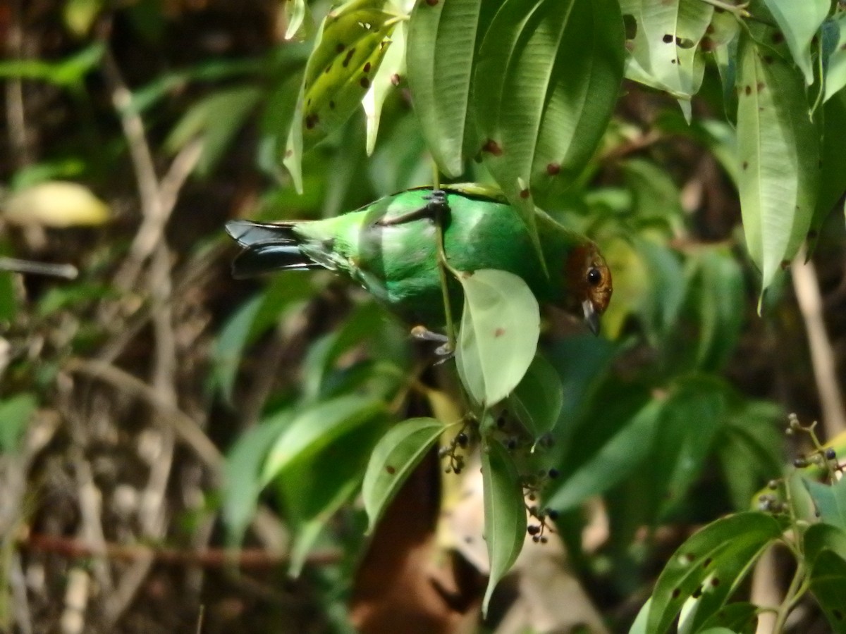 Calliste rouverdin - ML646119562