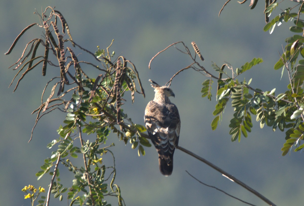 aviceda hnědá - ML646119564