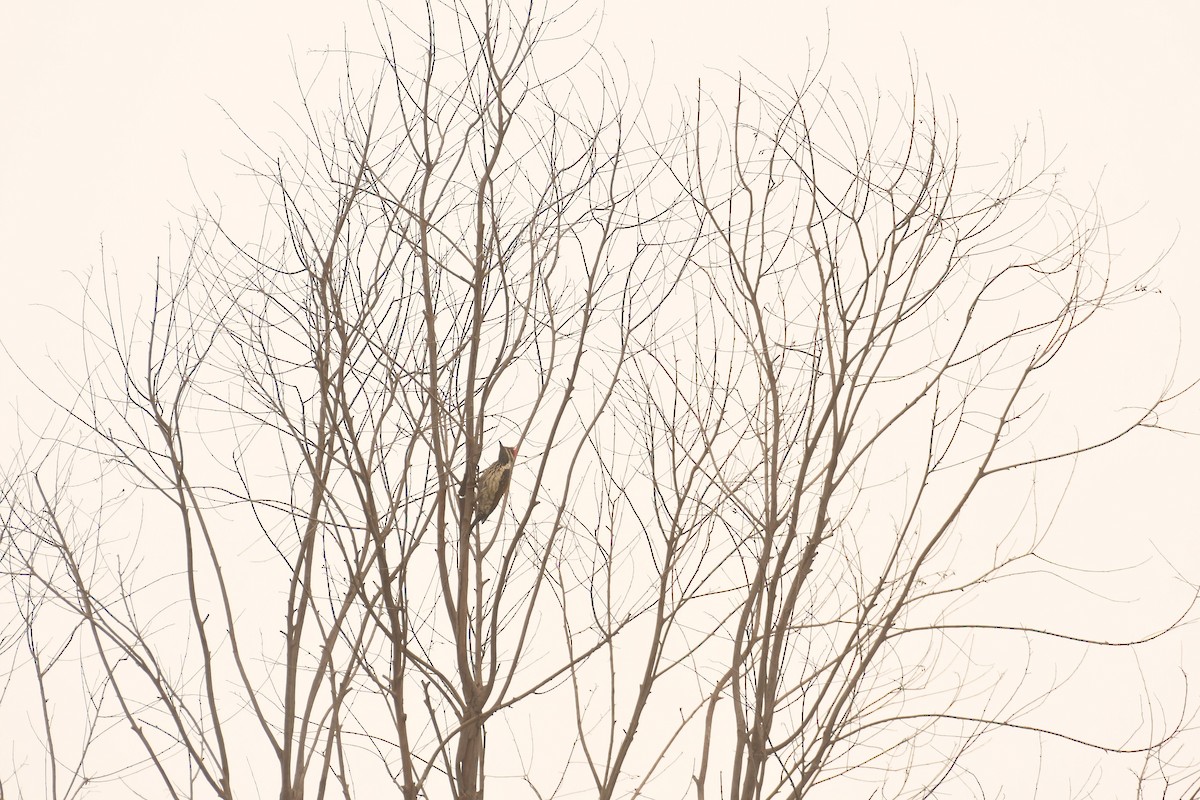 Black-rumped Flameback - ML646119570