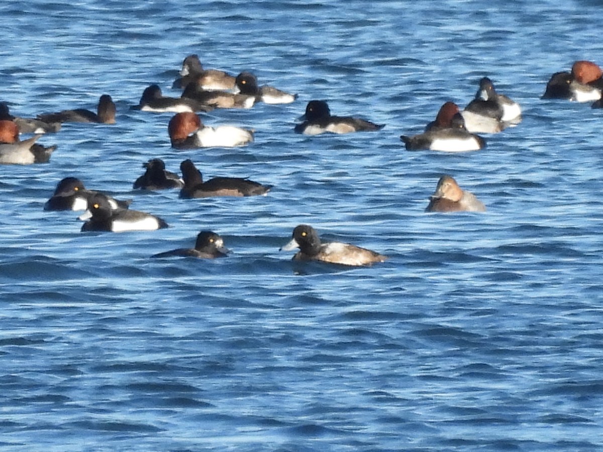 bergand - ML646119582