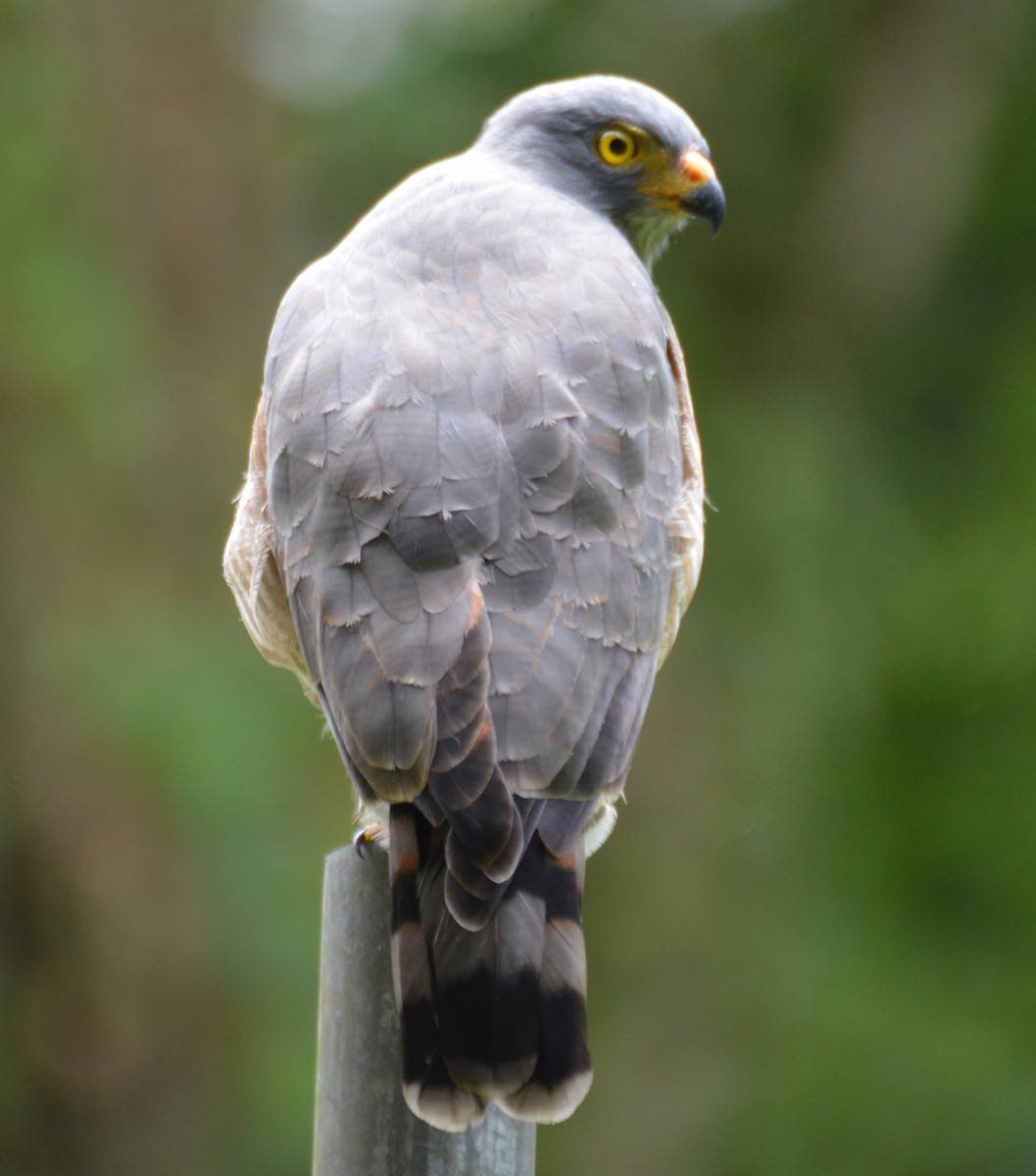 Roadside Hawk - ML646119583
