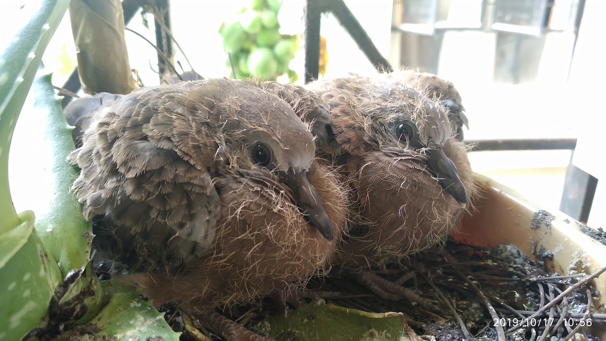 Spotted Dove - ML646119585
