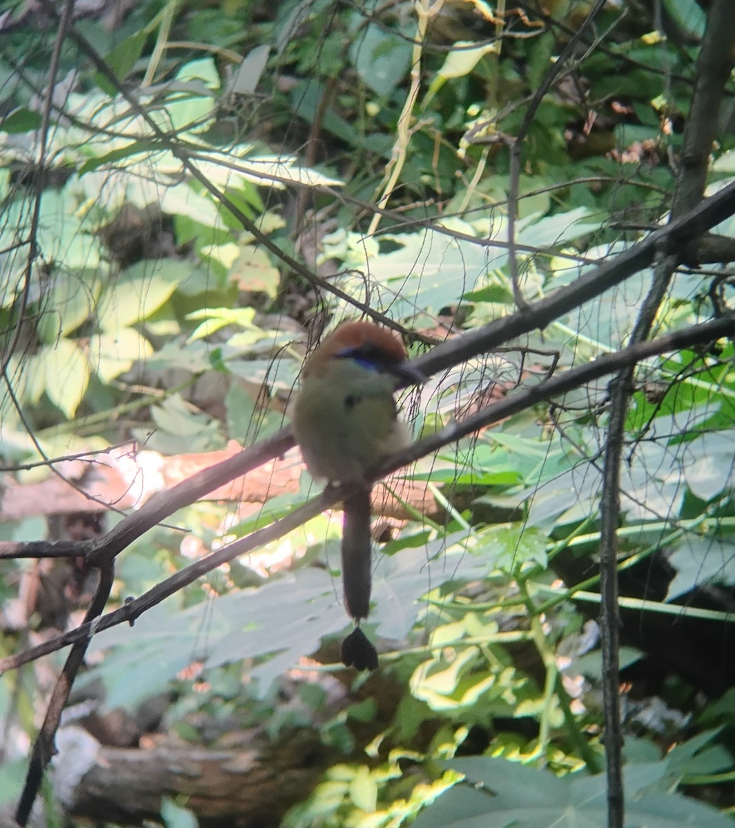 Russet-crowned Motmot - ML646119591