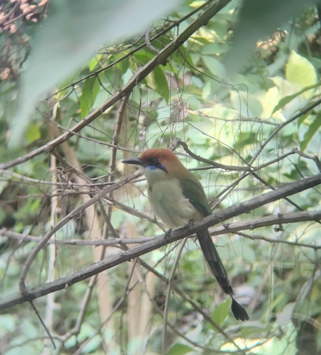 Russet-crowned Motmot - ML646119592