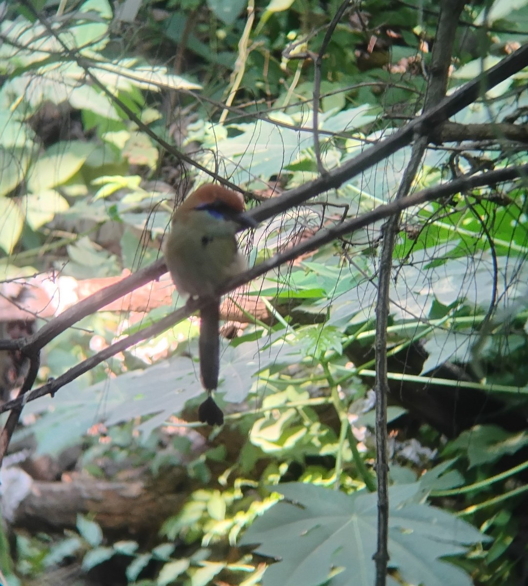 Russet-crowned Motmot - ML646119593