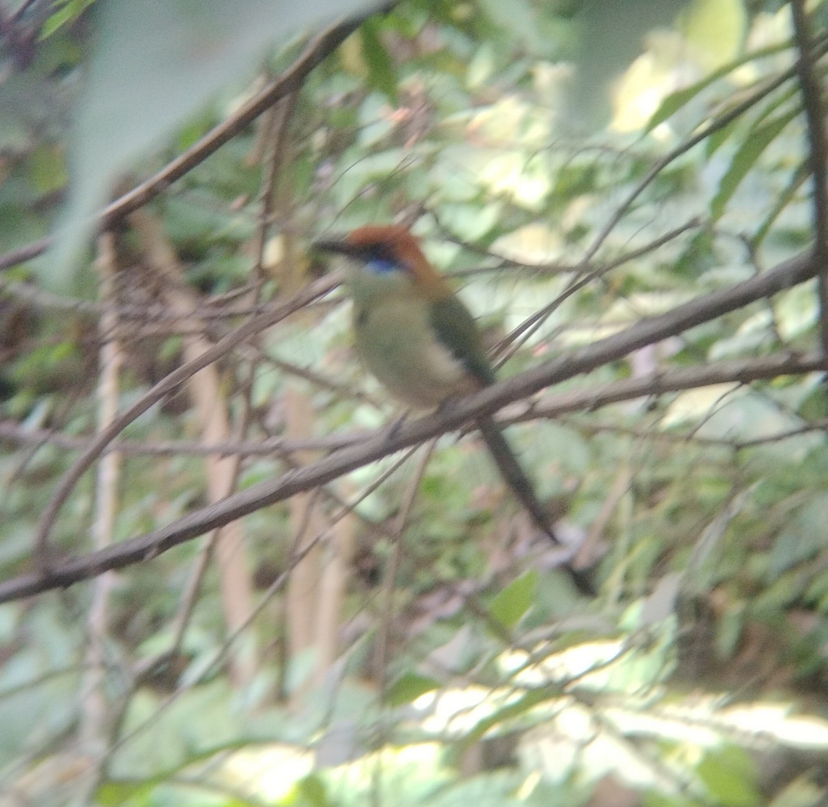 Russet-crowned Motmot - ML646119594
