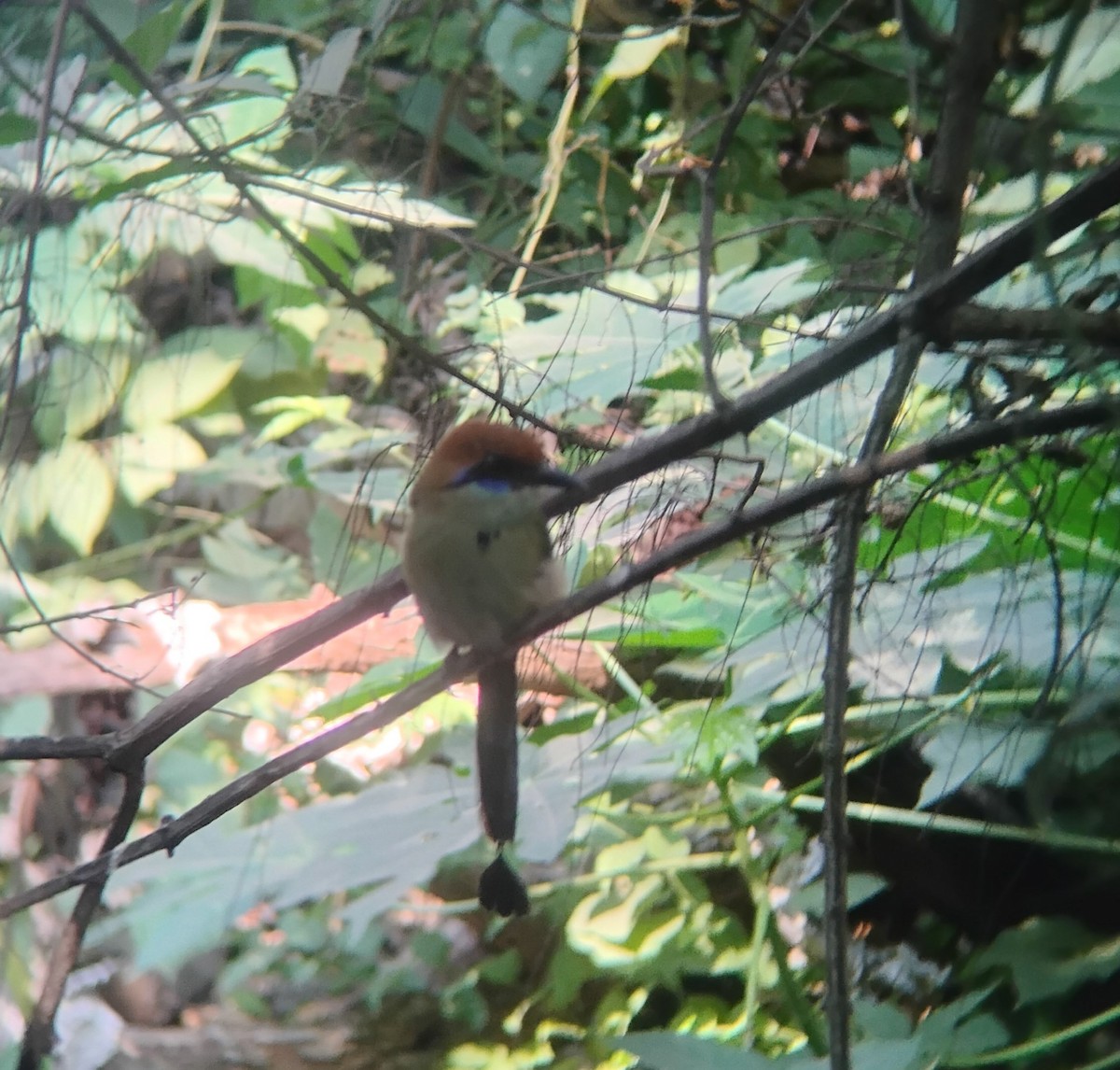 Russet-crowned Motmot - ML646119595