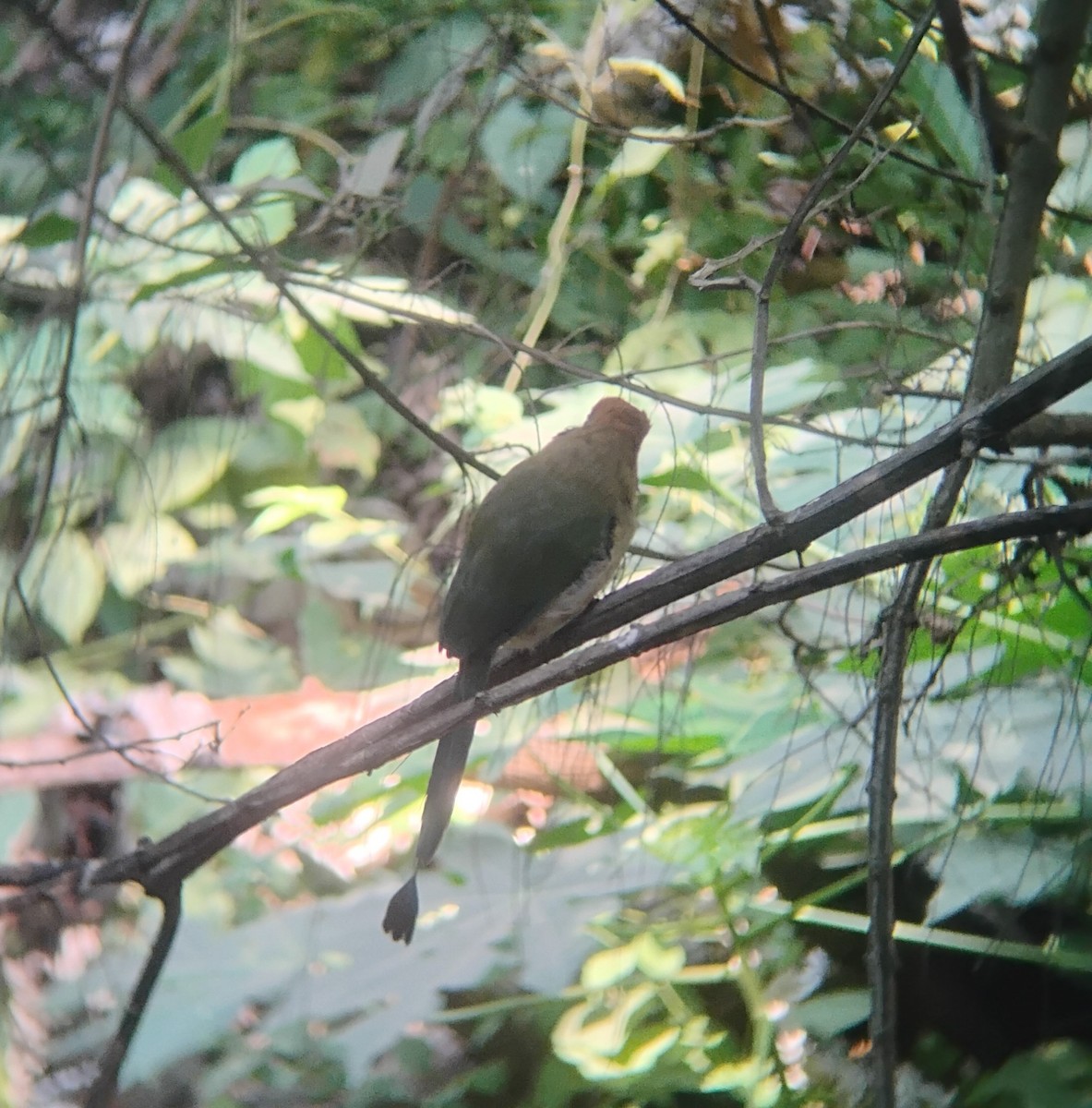 Russet-crowned Motmot - ML646119596