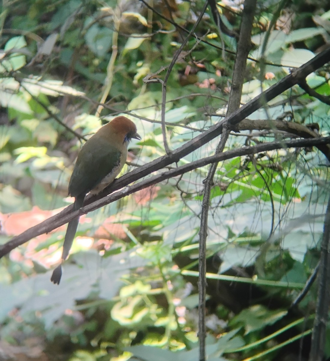 Russet-crowned Motmot - ML646119597