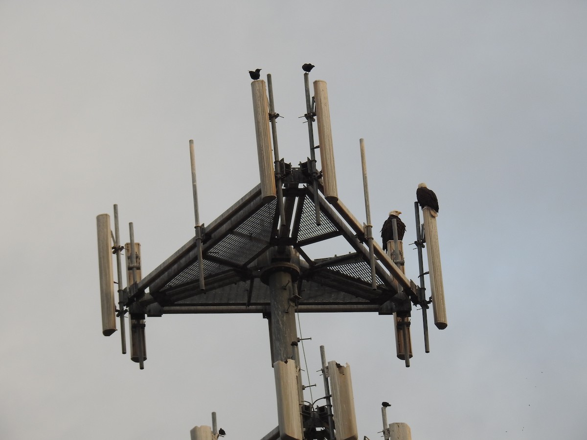 Bald Eagle - ML646119601