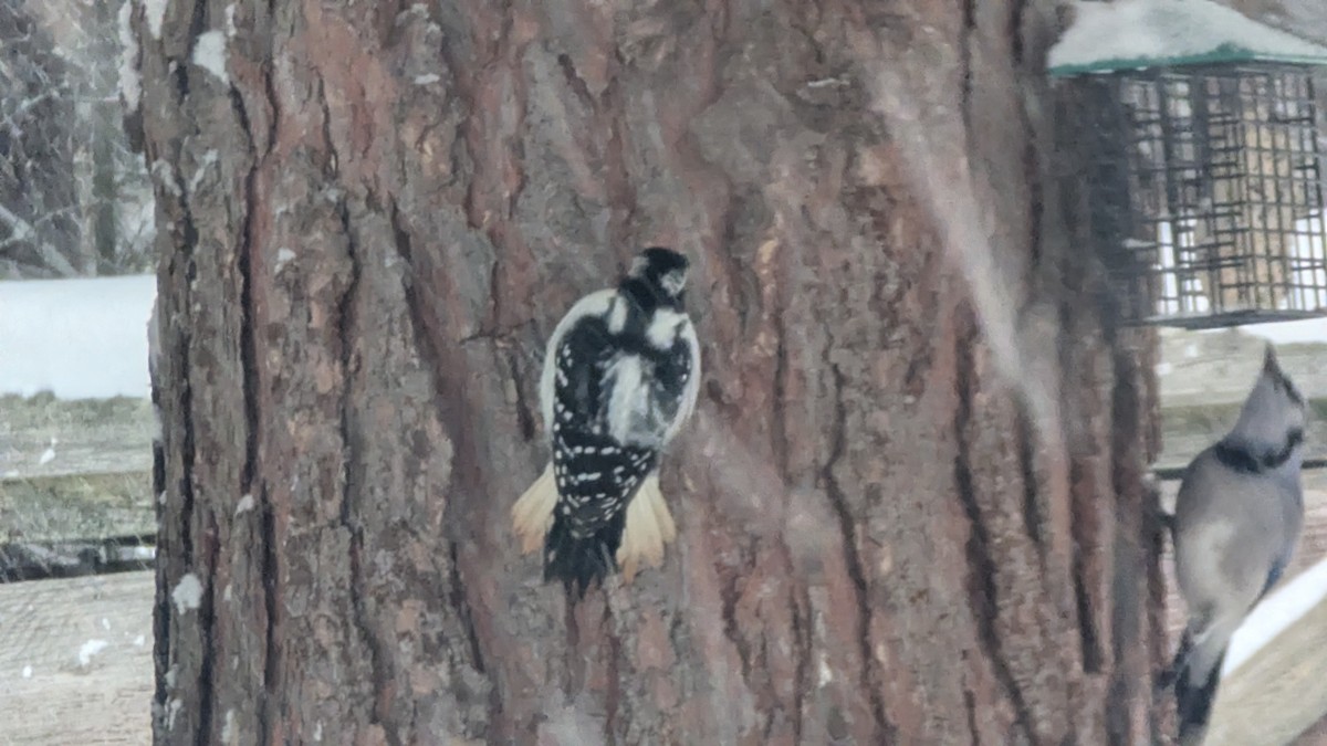 Hairy Woodpecker - ML646119603