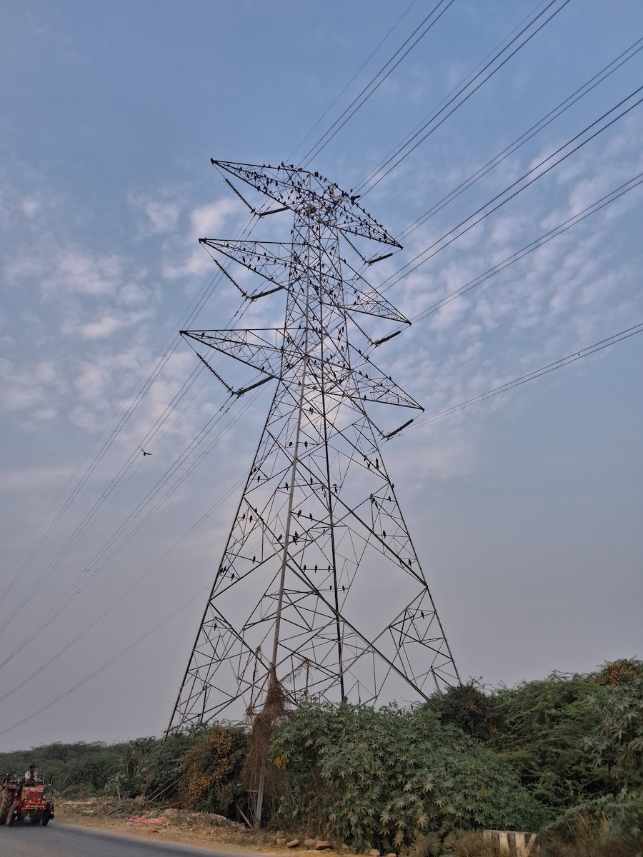 Black Kite - ML646119604