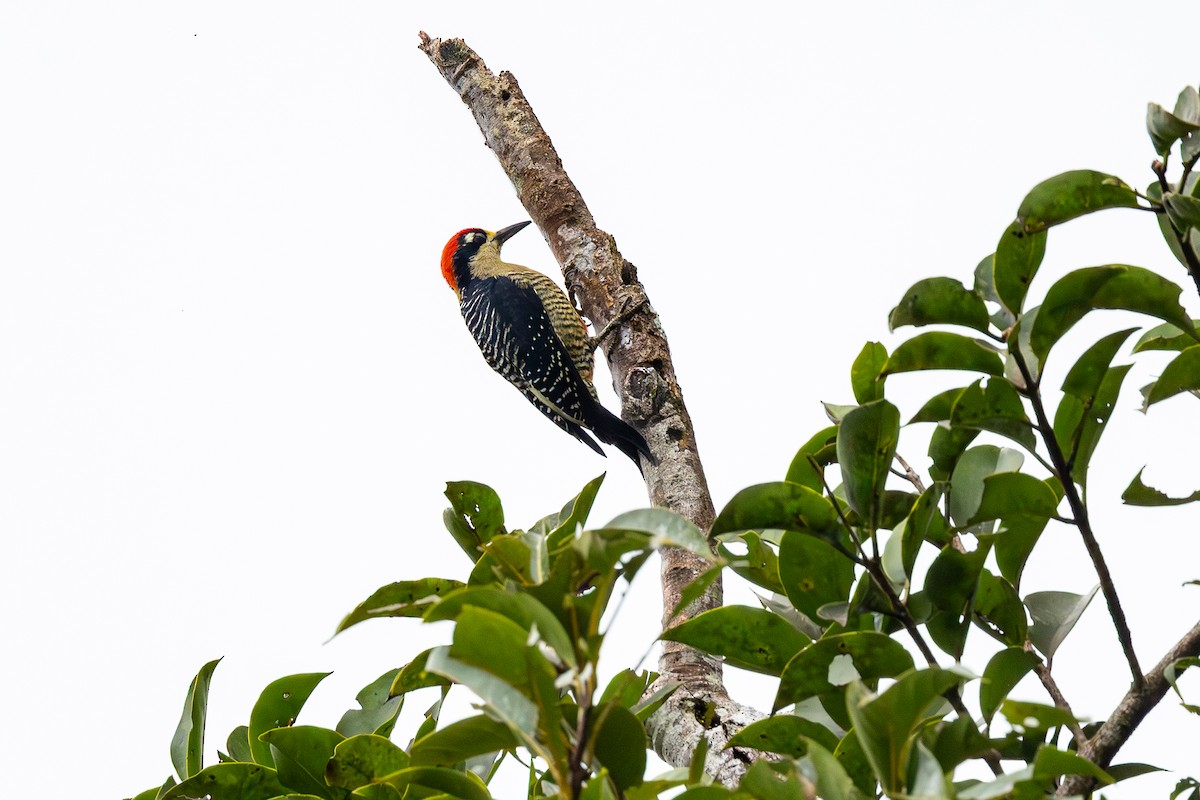 Black-cheeked Woodpecker - ML646119605