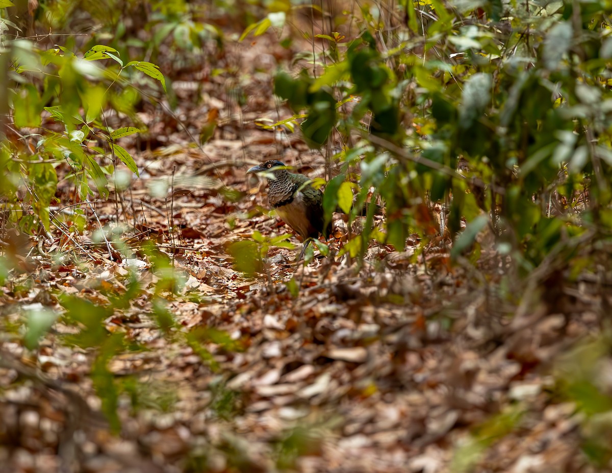 Rufous-vented Ground-Cuckoo - ML646119606