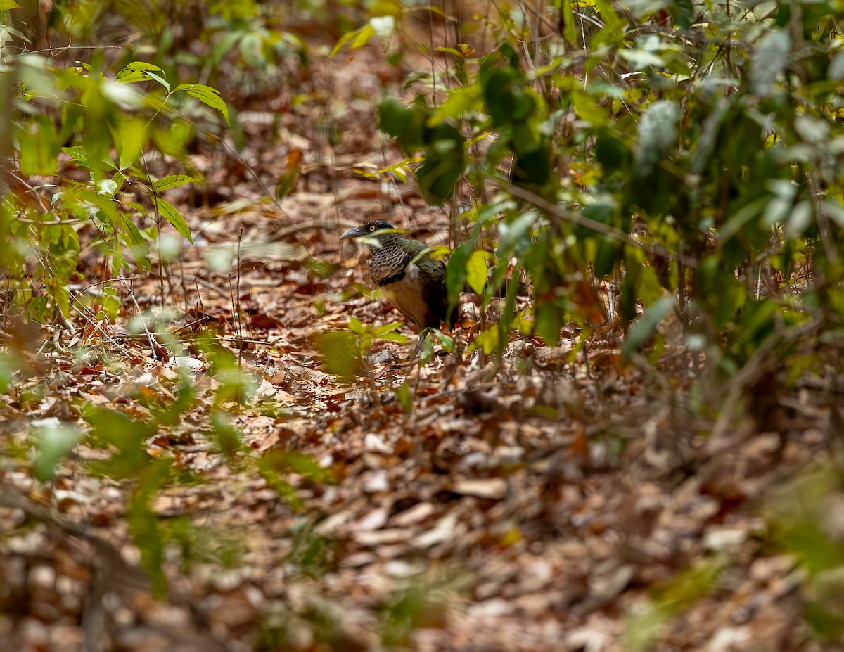 Rufous-vented Ground-Cuckoo - ML646119608