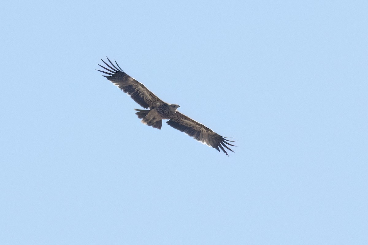 Imperial Eagle - ML646119609