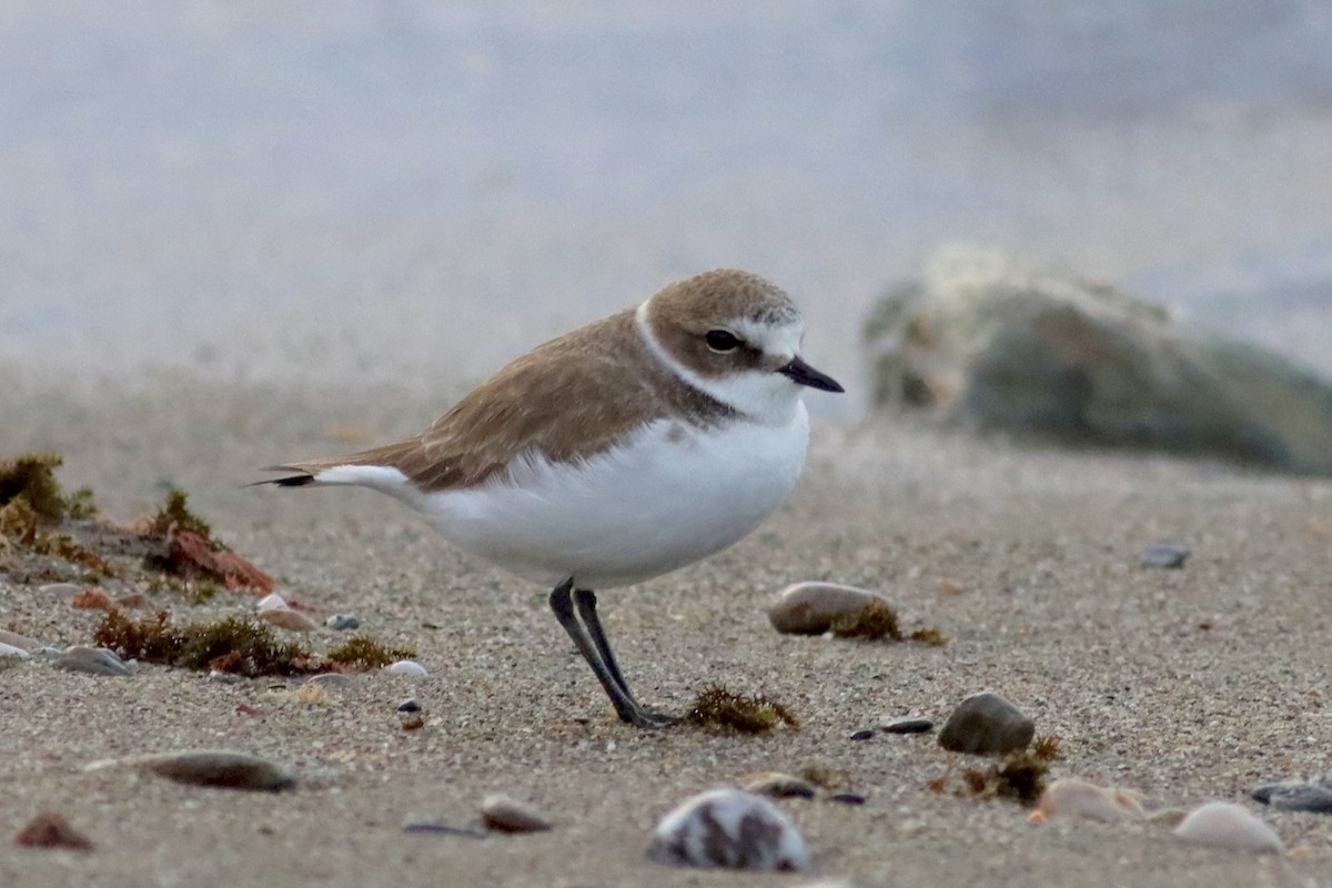 Kentish Plover - ML646119610