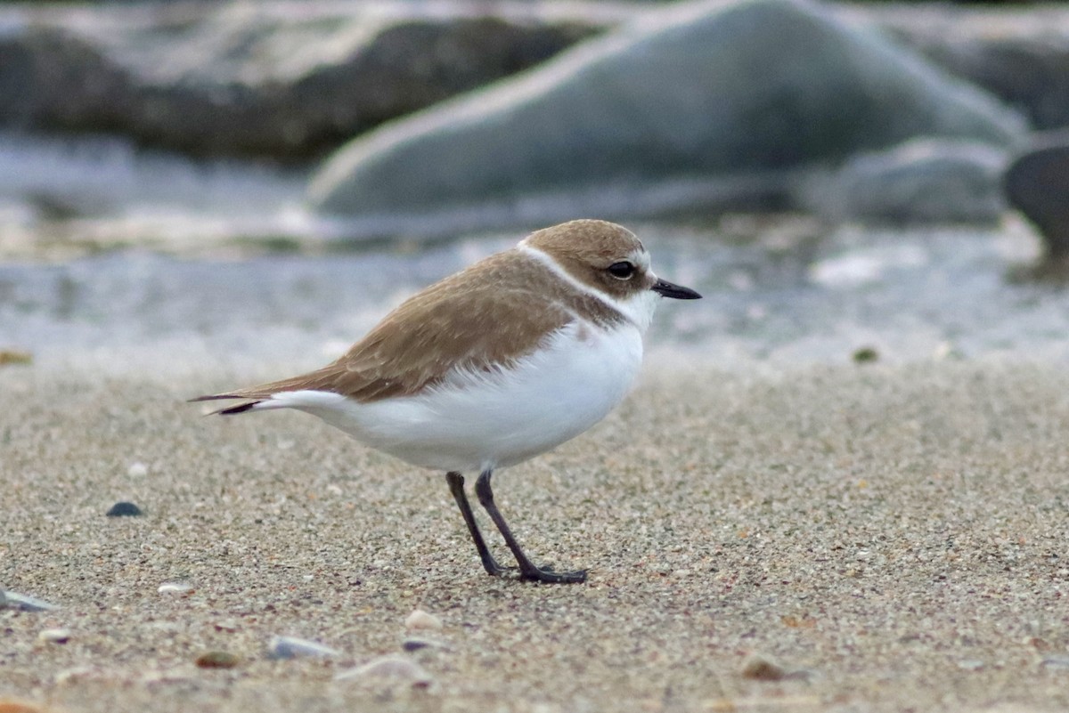 Kentish Plover - ML646119611