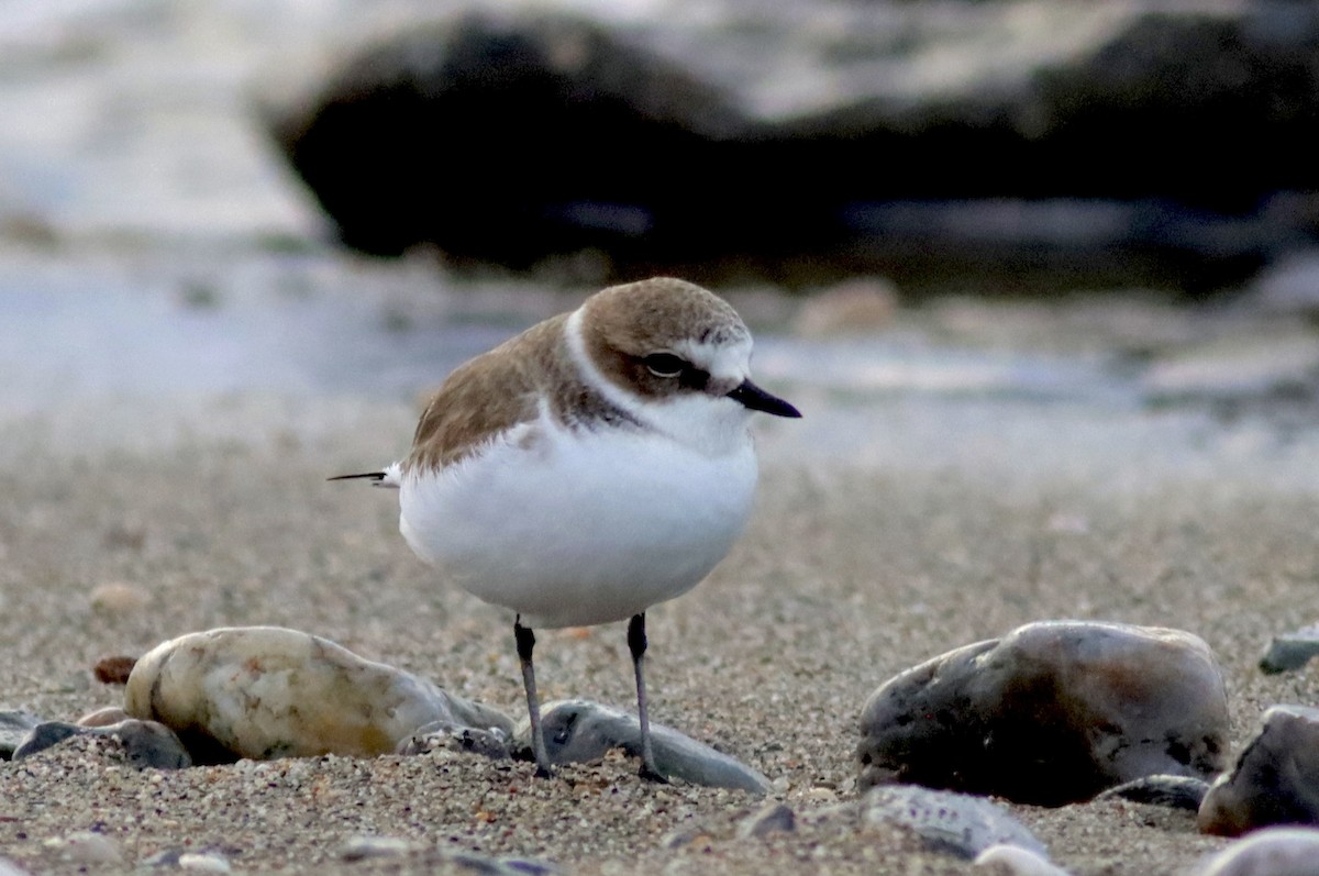 Kentish Plover - ML646119612