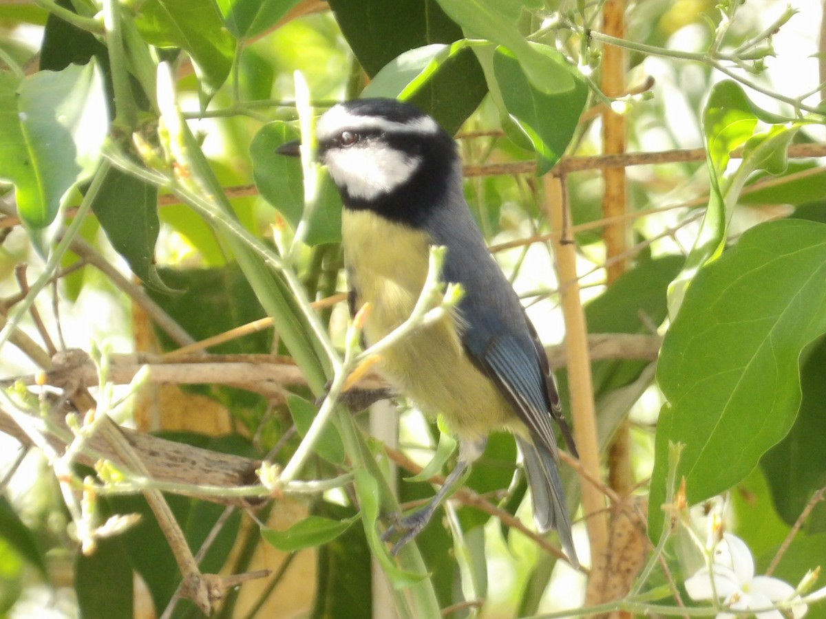 African Blue Tit - ML646119613