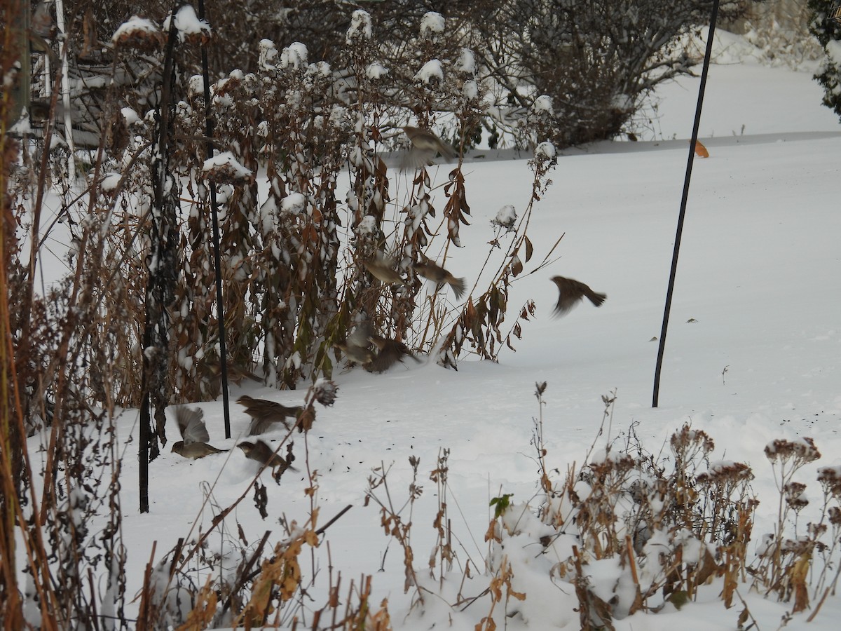 Ev Çütresi - ML646119614