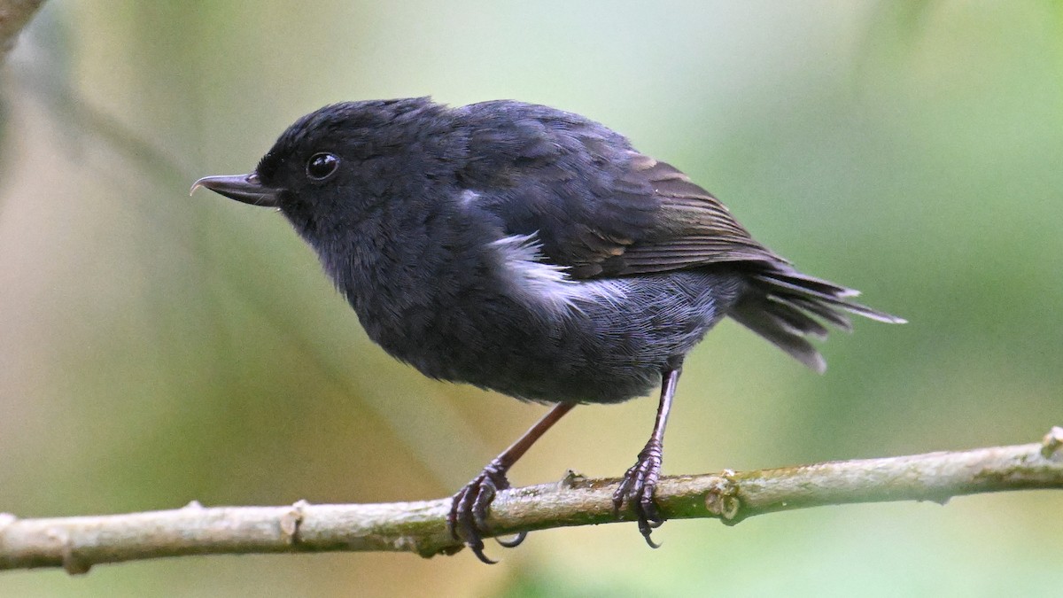 White-sided Flowerpiercer - ML646119616