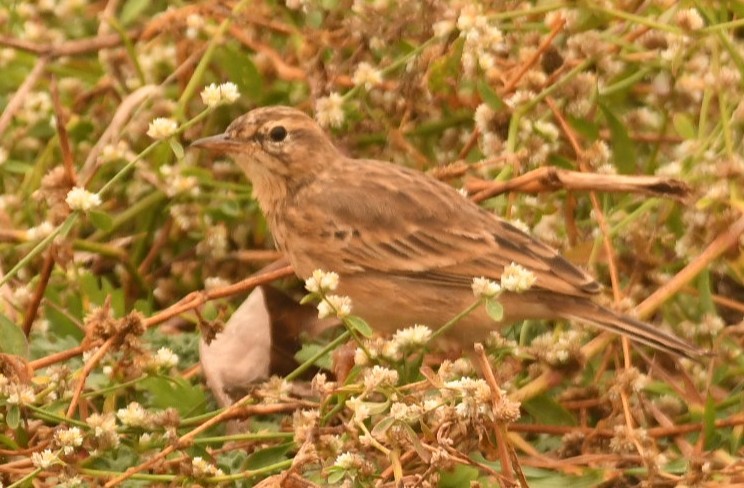 Paddyfield Pipit - ML646119617