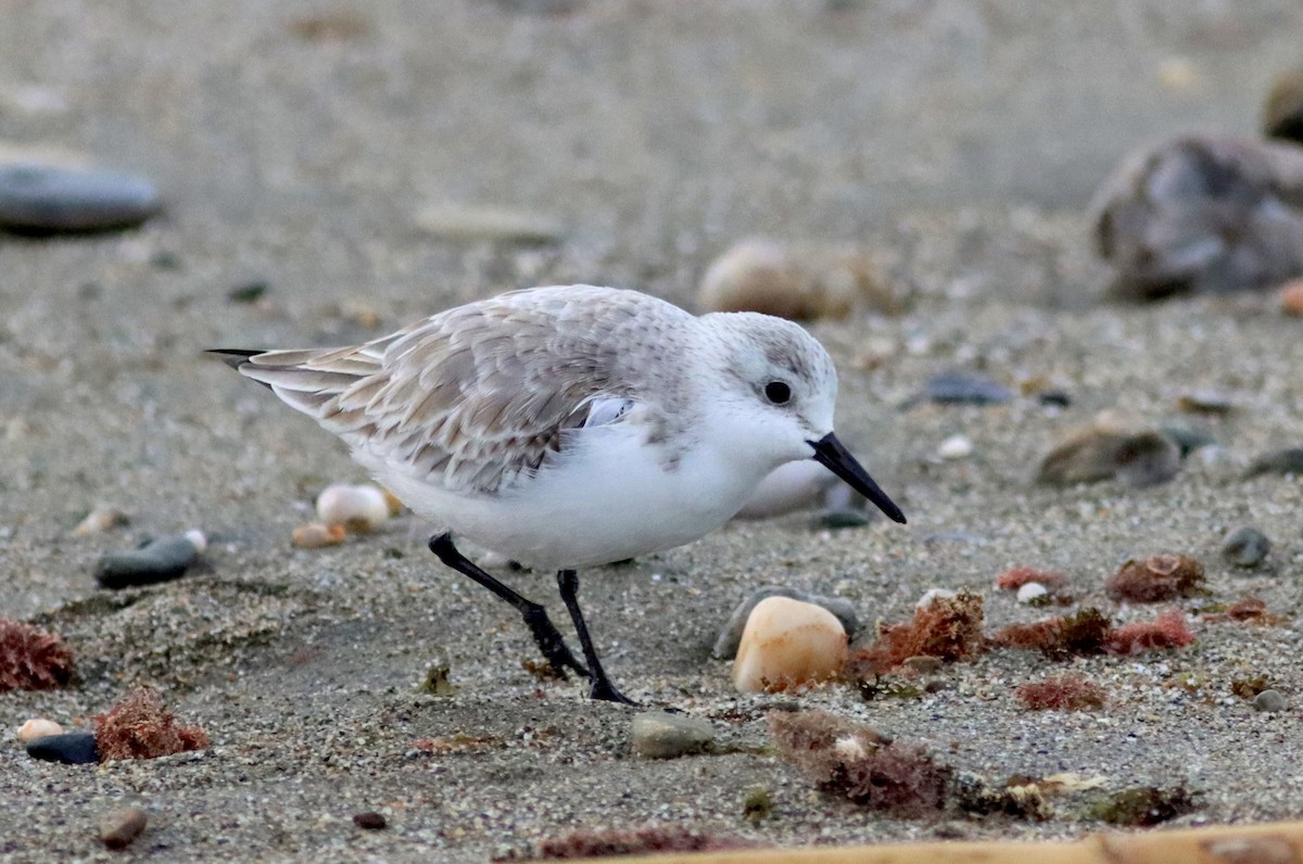 Sanderling - ML646119620