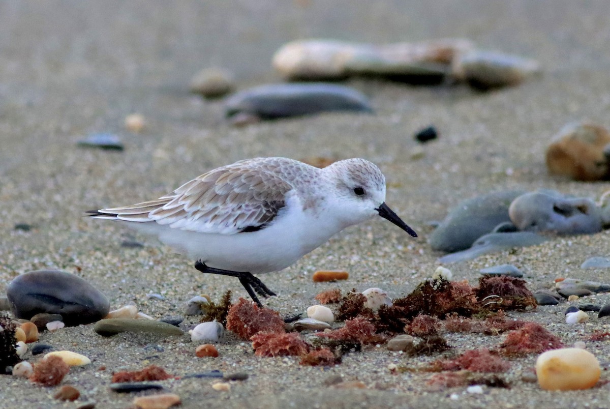 Sanderling - ML646119621