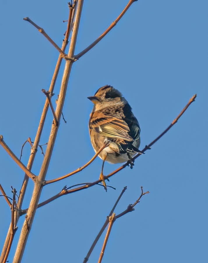 Brambling - ML646119623