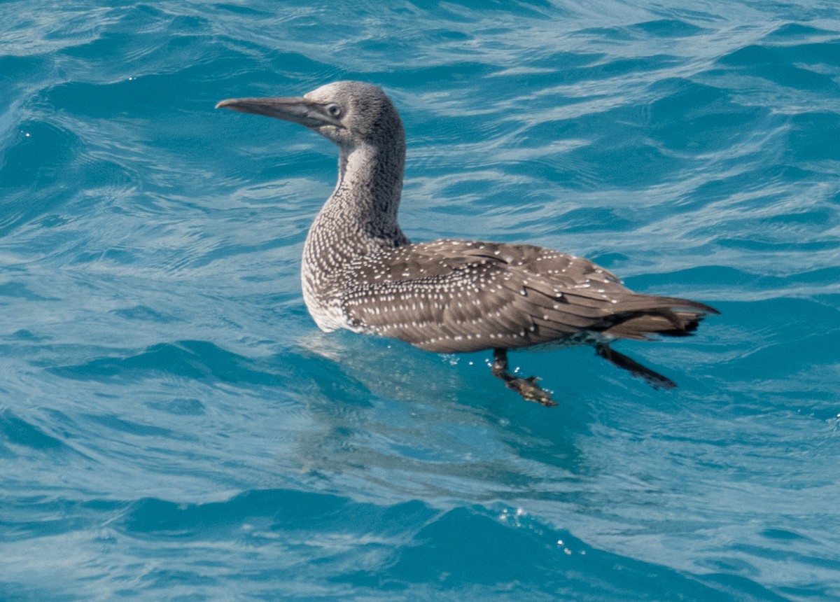 Northern Gannet - ML646119625